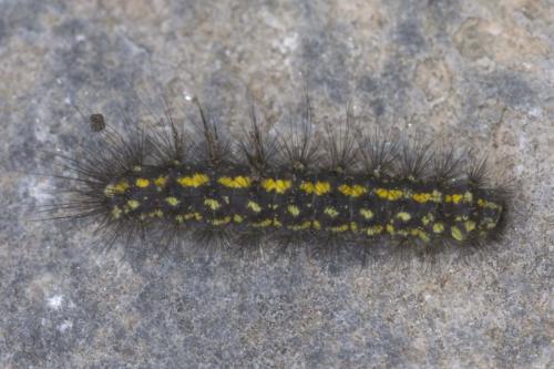 Réf. 260 994 : Setina sp.